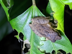 Pseudophilautus wynaadensis