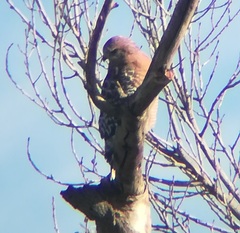 Buteo lineatus elegans