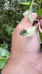 Chauliognathus flavipes