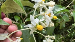 Solanum sanctaecatharinae