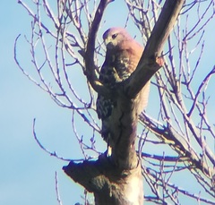 Buteo lineatus elegans