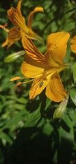 Bilyaxia