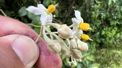 Solanum sanctaecatharinae