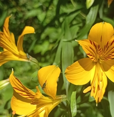 Bilyaxia
