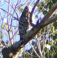 Buteo lineatus elegans