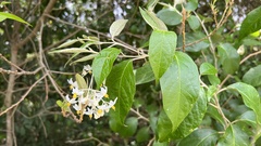 Solanum sanctaecatharinae