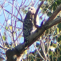 Buteo lineatus elegans