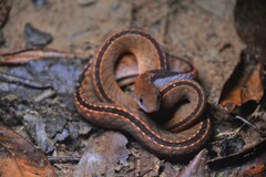 Blue-Necked Keelback photo 3
