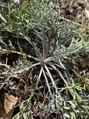 Hymenopappus