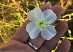 Oenothera nuttallii