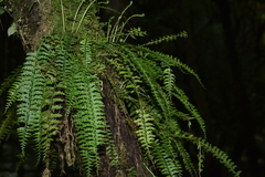 Asplenium gueinzianum