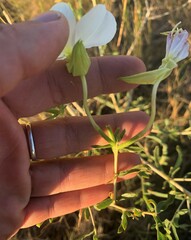 Oenothera nuttallii