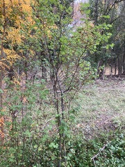 Styrax platanifolius