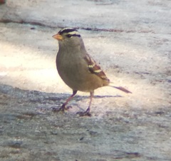 Zonotrichia leucophrys gambelii