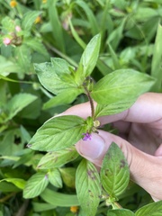 Cuphea carthagenensis