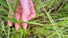 Solidago leavenworthii