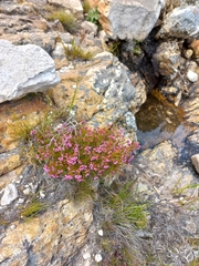 Erica multumbellifera
