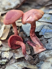 Cortinarius marylandensis