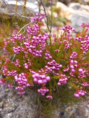 Erica multumbellifera