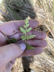 Thelypteris palustris
