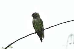 Eupsittula aurea