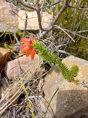 Erica cerinthoides cerinthoides