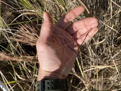 Kellochloa verrucosa