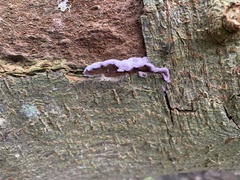 Chondrostereum purpureum