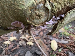 Chondrostereum purpureum