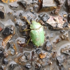 Pelidnota prasina