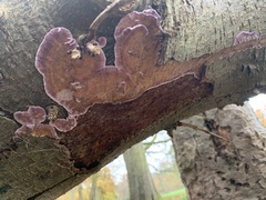 Chondrostereum purpureum