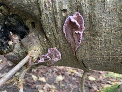 Chondrostereum purpureum