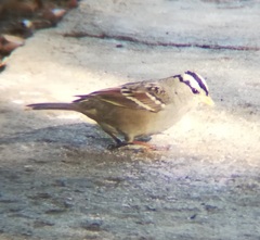 Zonotrichia leucophrys gambelii
