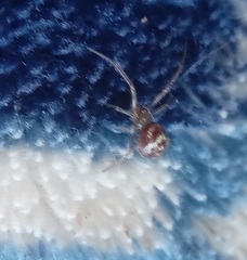 Steatoda grossa