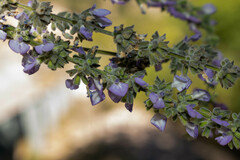 Salvia alamosana
