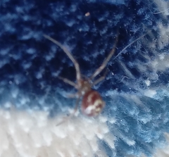 Steatoda grossa