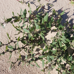 Atriplex glabriuscula