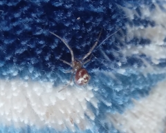 Steatoda grossa