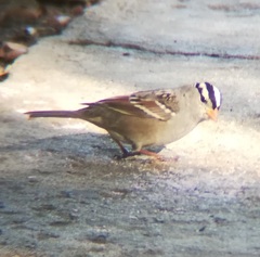 Zonotrichia leucophrys gambelii