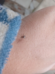 Steatoda grossa