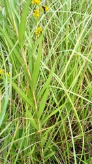 Solidago leavenworthii
