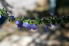 Salvia alamosana