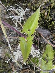 Mikania micrantha