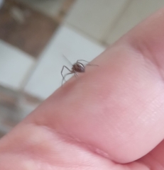 Steatoda grossa