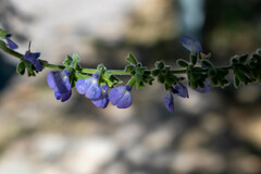 Salvia alamosana