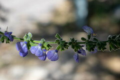 Salvia alamosana