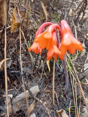 Cyrtanthus ventricosus