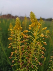 Bulbine abyssinica