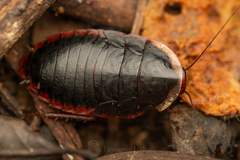 Opisthoplatia orientalis