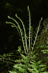 Asplenium gueinzianum